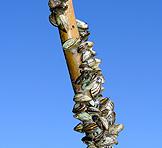 Zebra Mussel