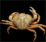 European Green Crab